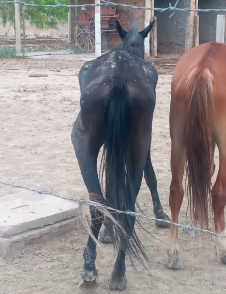 Murió un caballo que tenía en custodia la Municipalidad de Ullum y  denuncian negligencia