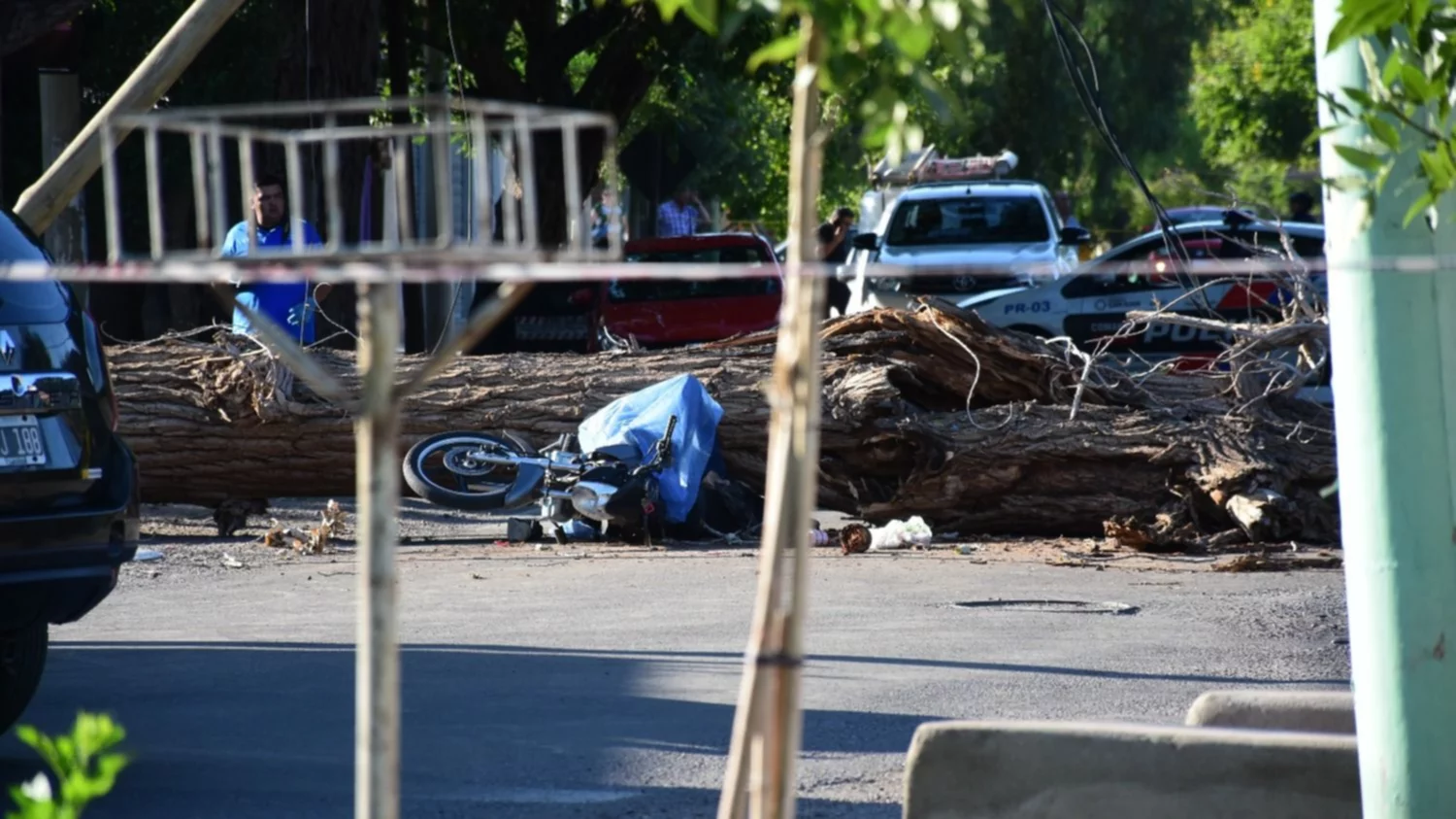 Motociclista aplastado en San Juan: las tragedias por caídas de árboles que  marcaron a la provincia