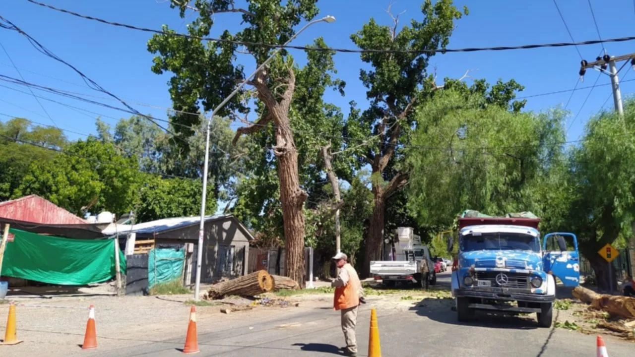 Motociclista aplastado por un árbol: sacaron la mitad de una especie ladera  al que se cayó el lunes