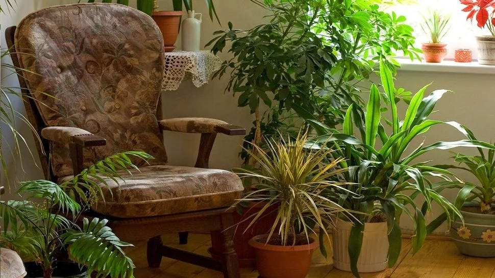 Plantas decorativas que purifican el ambiente