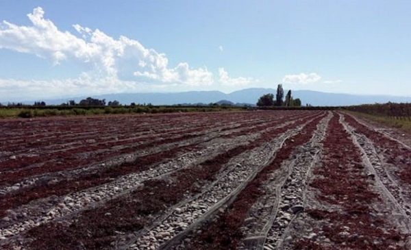 They raided 14 companies exporting raisins from San Juan at the request of Customs