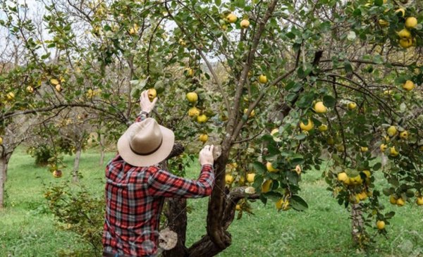 They will help 27 quince producers to improve their production