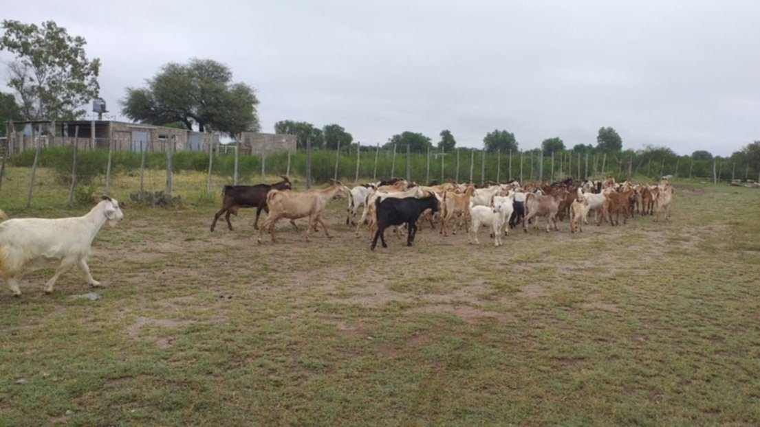 las vacas matan perros