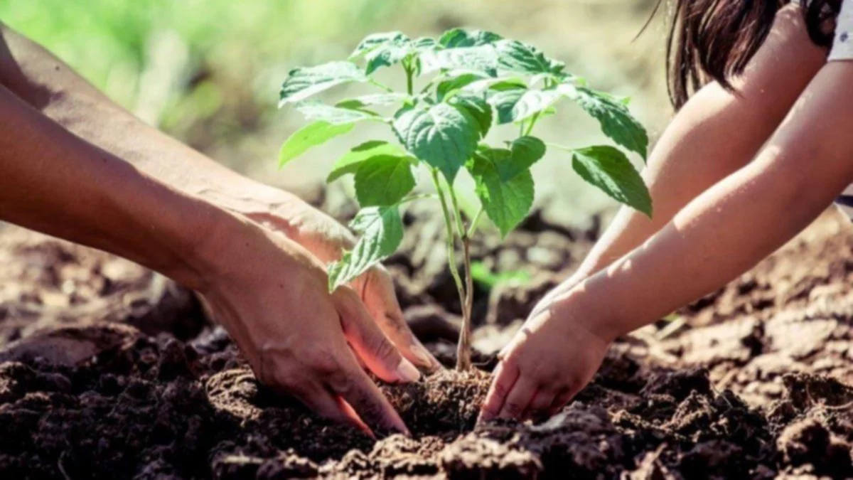 Proponen plantar un árbol por cada recién nacido con domicilio en Capital